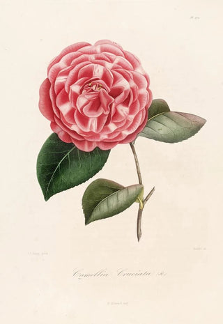 Lorenzo Berlse - Iconographie du genre Camellia Pl072.webp