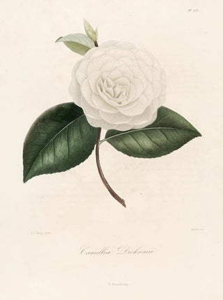 Lorenzo Berlse - Iconographie du genre Camellia Pl073.webp