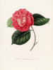 Iconographie du genre Camellia Pl084 - Lorenzo Bartolini — vy av konstverket
