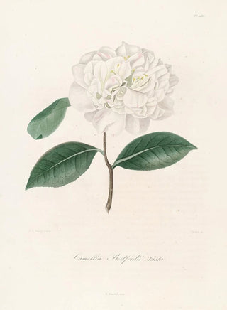 Lorenzo Berlse - Iconographie du genre Camellia Pl086.webp