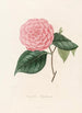 Iconographie du genre Camellia Pl087 - Lorenzo Bartolini — vy av konstverket