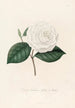 ikonografi av Camellia-typen Pl088 - Lorenzo Bartolini — vy av konstverket