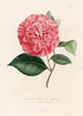 Iconographie du genre Camellia Pl089 - Lorenzo Bartolini — vy av konstverket