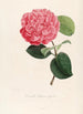 Iconographie du genre Camellia Pl096 - Lorenzo Bartolini — vy av konstverket