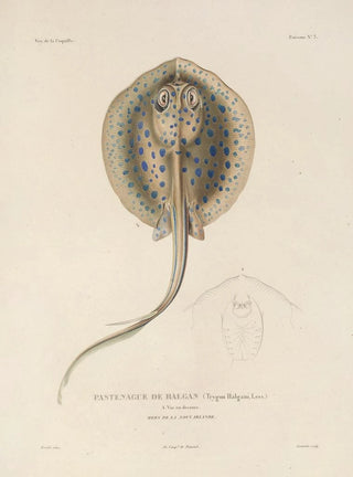 LouisIsidore Duperrey - Voyage autour du monde Pl010.webp