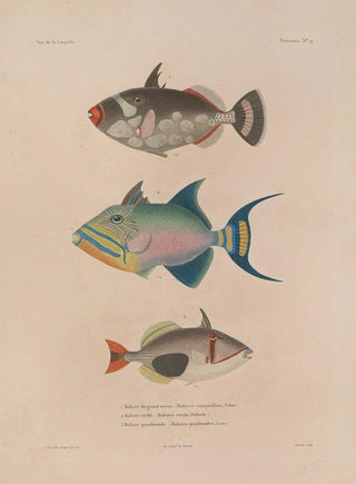 LouisIsidore Duperrey - Voyage autour du monde Pl016.webp