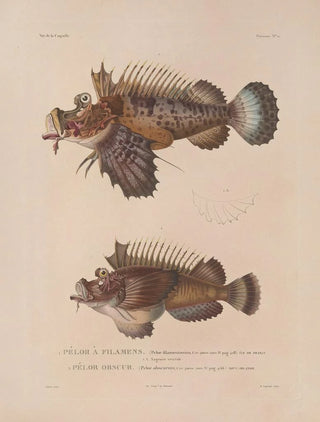 LouisIsidore Duperrey - Voyage autour du monde Pl028.webp