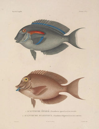 LouisIsidore Duperrey - Voyage autour du monde Pl034.webp