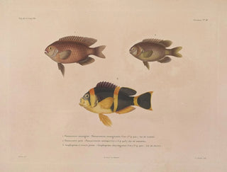 LouisIsidore Duperrey - Voyage autour du monde Pl035.webp