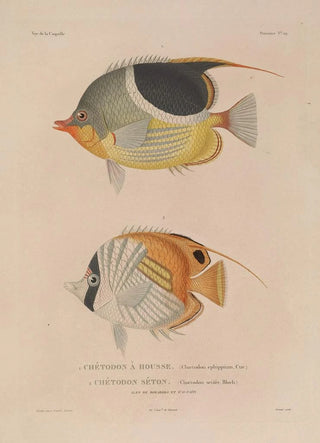 LouisIsidore Duperrey - Voyage autour du monde Pl036.webp