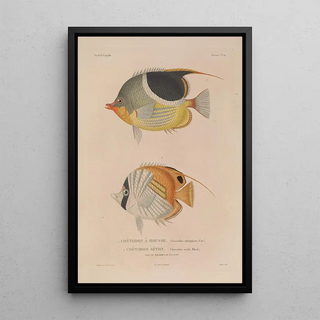 LouisIsidore Duperrey - Voyage autour du monde Pl036.webp