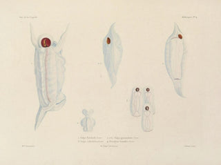 LouisIsidore Duperrey - Voyage autour du monde Pl049.webp