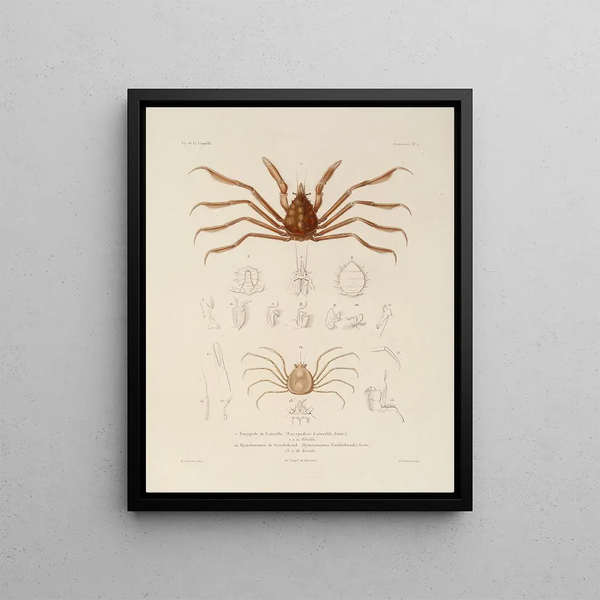 LouisIsidore Duperrey - Voyage autour du monde Pl063.webp