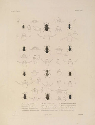 LouisIsidore Duperrey - Voyage autour du monde Pl069.webp