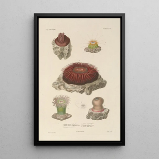 LouisIsidore Duperrey - Voyage autour du monde Pl089.webp