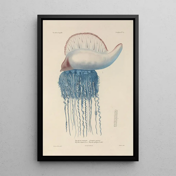 LouisIsidore Duperrey - Voyage autour du monde Pl091.webp