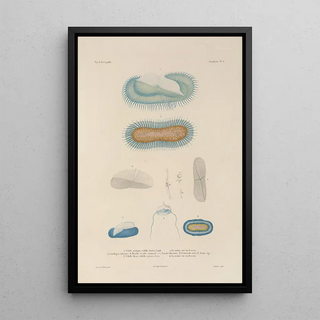 LouisIsidore Duperrey - Voyage autour du monde Pl093.webp