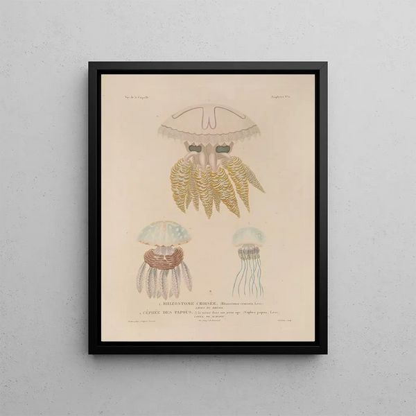 LouisIsidore Duperrey - Voyage autour du monde Pl098.webp