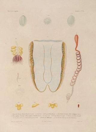 LouisIsidore Duperrey - Voyage autour du monde Pl103.webp