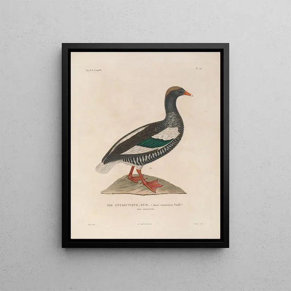 LouisIsidore Duperrey - Voyage autour du monde Pl156.webp