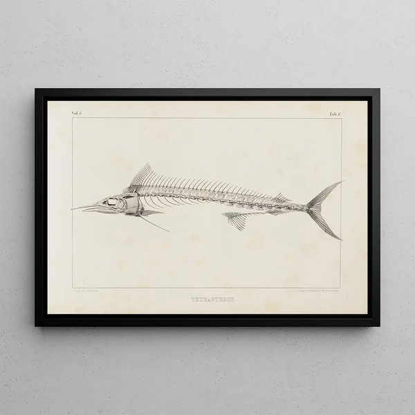 Louis Agassiz - Recherches sur les poissons fossiles Pl006.webp