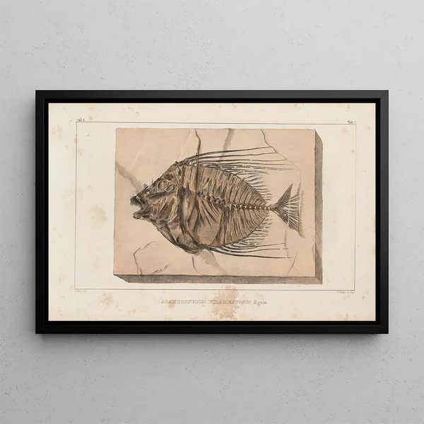 Recherches sur les poissons fossiles Pl017 - Louis Agassiz — inramlat konstverk på väggen
