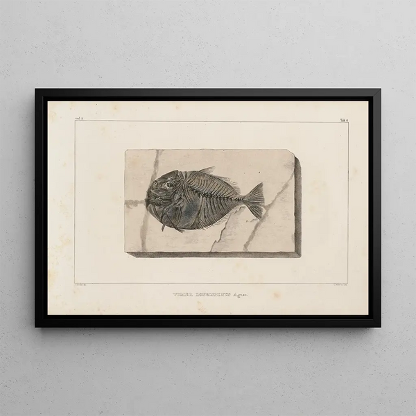 Recherches sur les poissons fossiles Pl019 - Louis Agassiz — inramlat konstverk på väggen