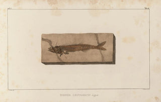 Louis Agassiz - Recherches sur les poissons fossiles Pl026.webp