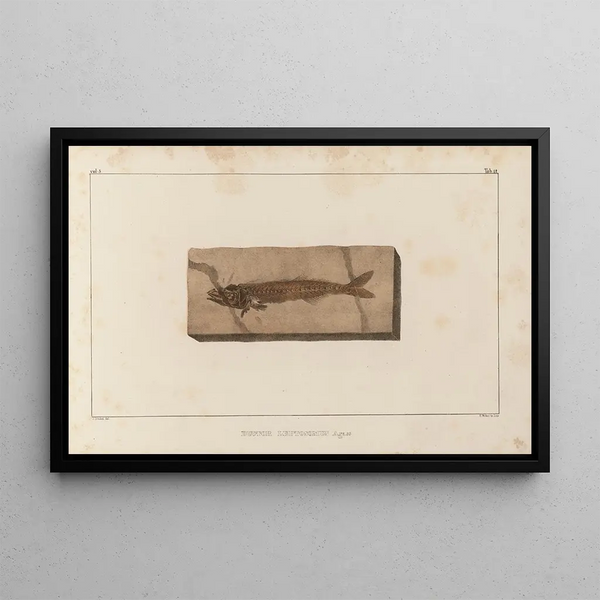 Louis Agassiz - Recherches sur les poissons fossiles Pl026.webp