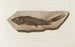 Recherches sur les poissons fossiles Pl029 - Louis Agassiz — vy av konstverket