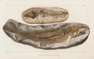 Louis Agassiz - Recherches sur les poissons fossiles Pl030.webp