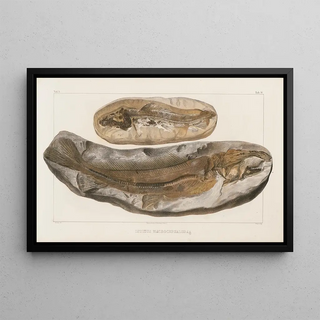 Louis Agassiz - Recherches sur les poissons fossiles Pl030.webp