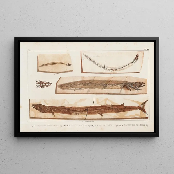 Louis Agassiz - Recherches sur les poissons fossiles Pl065.webp