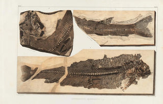 Louis Agassiz - Recherches sur les poissons fossiles Pl067.webp