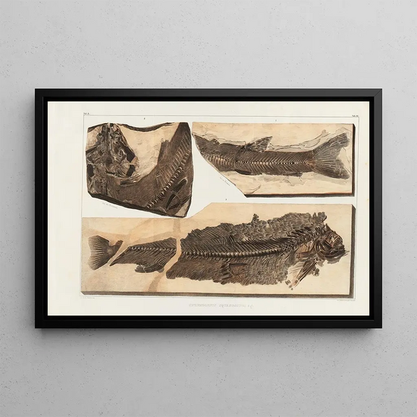 Louis Agassiz - Recherches sur les poissons fossiles Pl067.webp