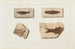 Recherches sur les poissons fossiles Pl070 - Louis Agassiz — vy av konstverket
