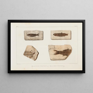 Louis Agassiz - Recherches sur les poissons fossiles Pl070.webp