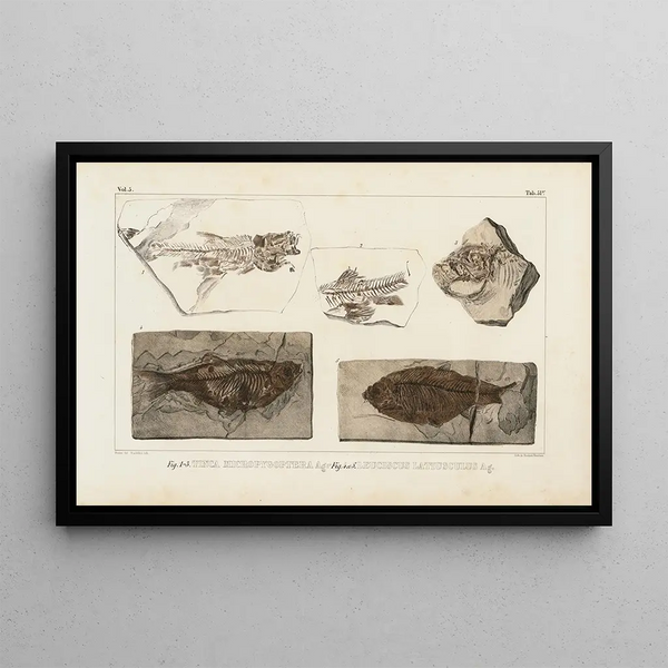 Recherches sur les poissons fossiles Pl074 - Louis Agassiz — inramlat konstverk på väggen