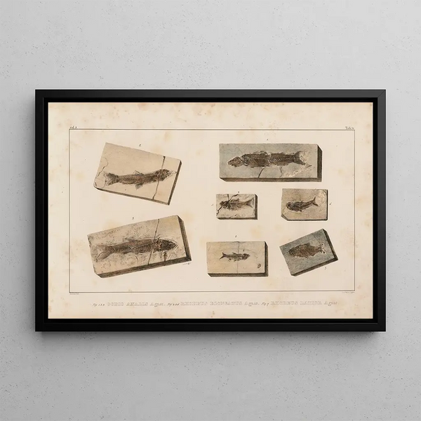 Louis Agassiz - Recherches sur les poissons fossiles Pl078.webp