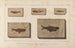 Recherches sur les poissons fossiles Pl081 - Louis Agassiz — vy av konstverket