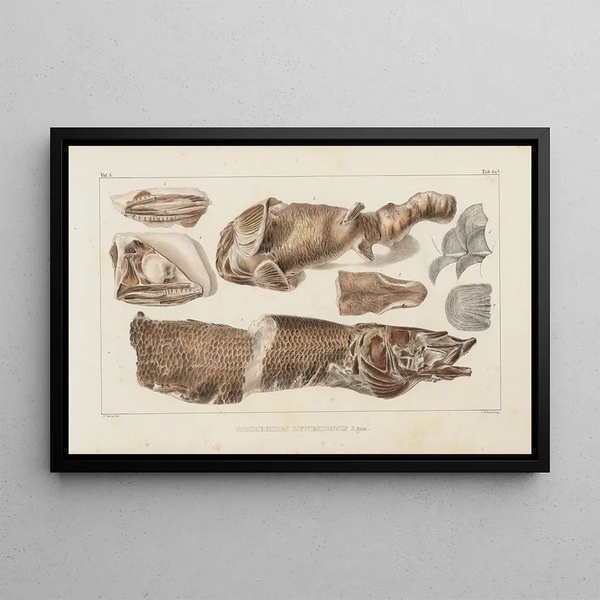 Recherches sur les poissons fossiles Pl086 - Louis Agassiz — inramlat konstverk på väggen