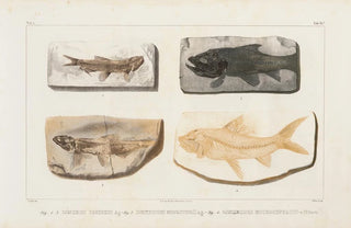 Louis Agassiz - Recherches sur les poissons fossiles Pl088.webp