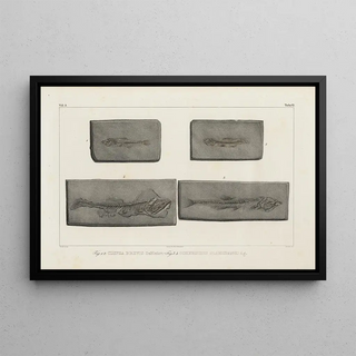 Louis Agassiz - Recherches sur les poissons fossiles Pl090.webp