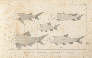 Louis Agassiz - Recherches sur les poissons fossiles Pl093.webp