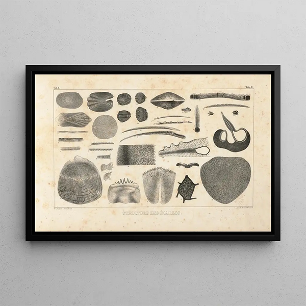 Louis Agassiz - Recherches sur les poissons fossiles Pl100.webp