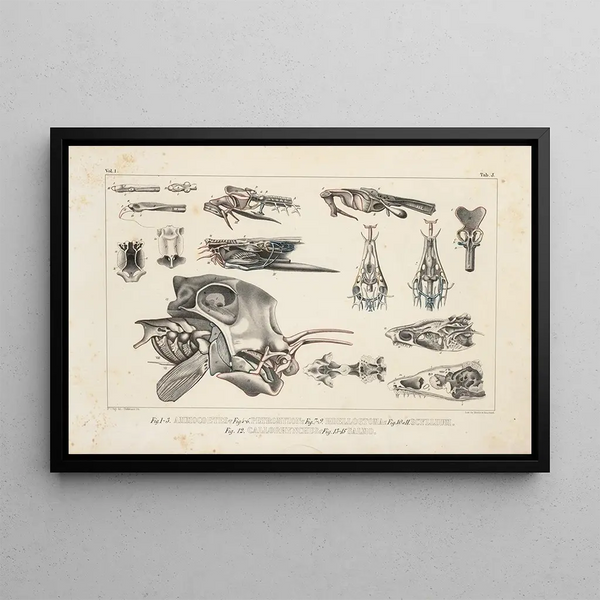 Louis Agassiz - Recherches sur les poissons fossiles Pl101.webp