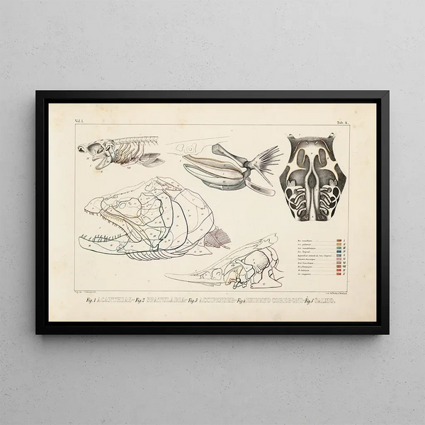 Louis Agassiz - Recherches sur les poissons fossiles Pl102.webp