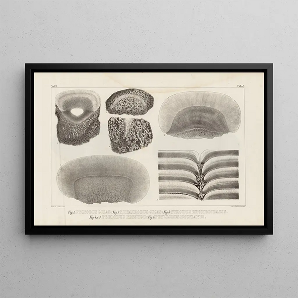 Louis Agassiz - Recherches sur les poissons fossiles Pl114.webp