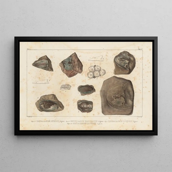 Louis Agassiz - Recherches sur les poissons fossiles Pl117.webp