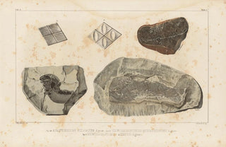 Louis Agassiz - Recherches sur les poissons fossiles Pl118.webp